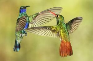 CoLibri