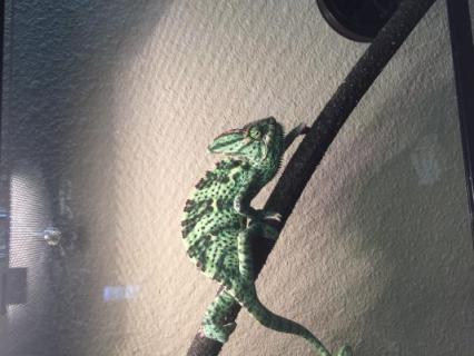 Dickkenz, аватарка на СексКомпас СПб