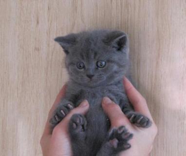 mikhael34, аватарка на СексКомпас СПб